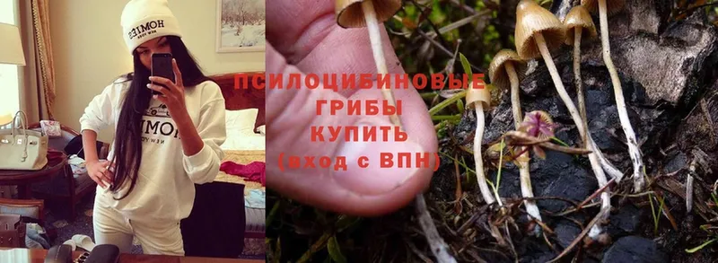 Галлюциногенные грибы Psilocybe  Гудермес 